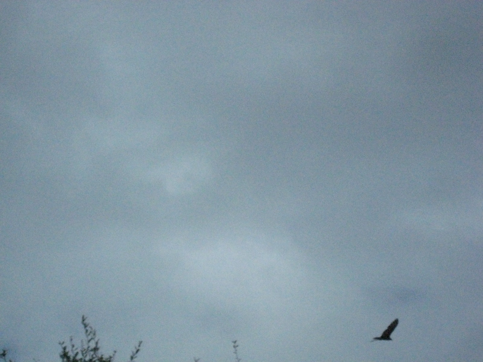 Birds!